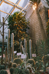 Think Like a Cactus!